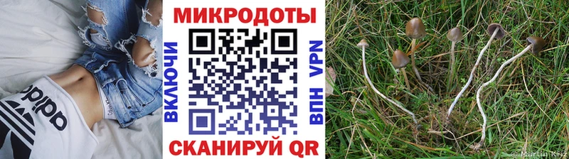купить наркотики сайты  Калтан  Псилоцибиновые грибы Magic Shrooms 